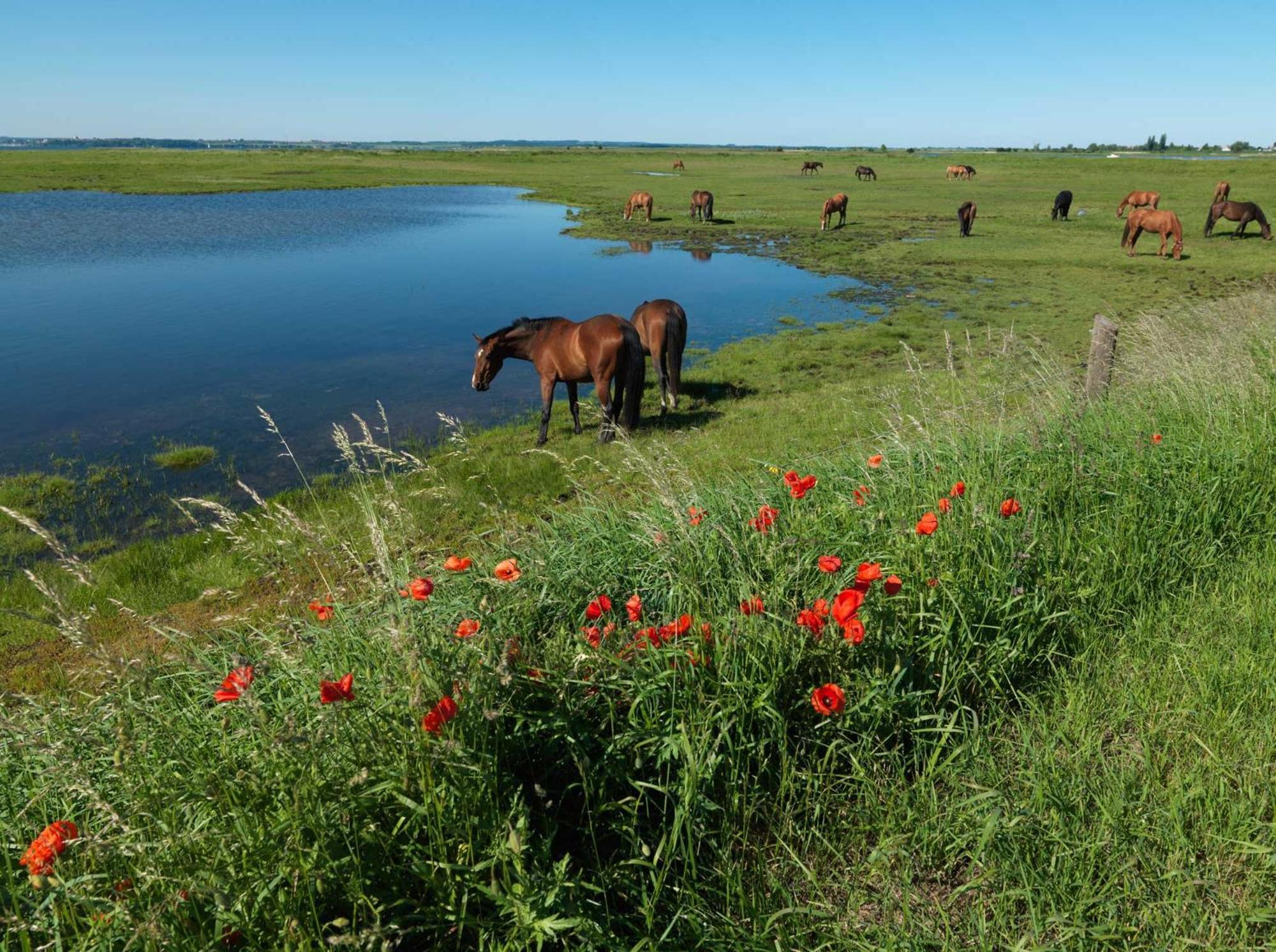 Seerose Insel Poel Dış mekan fotoğraf